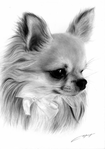 Собачки для срисовки чихуахуа