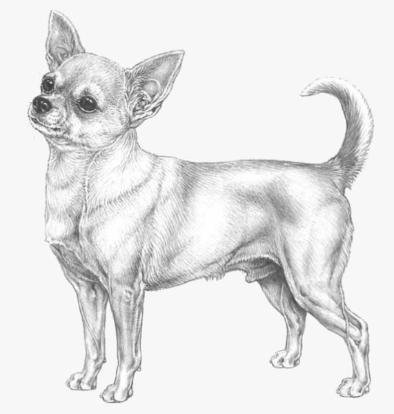 Как нарисовать чихуахуа