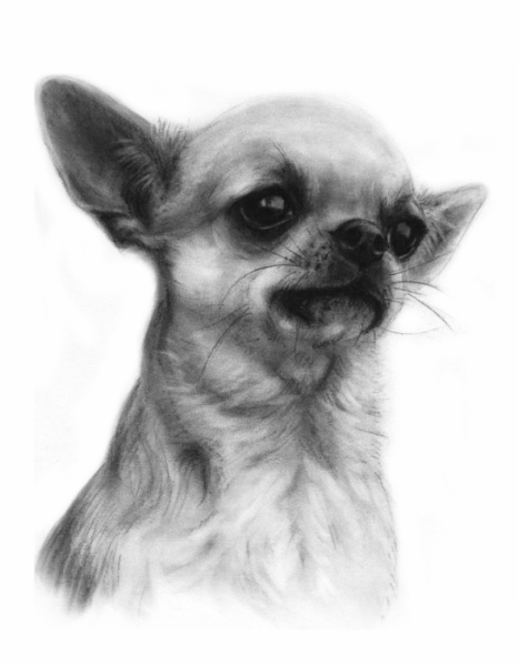 Наброски чихуахуа
