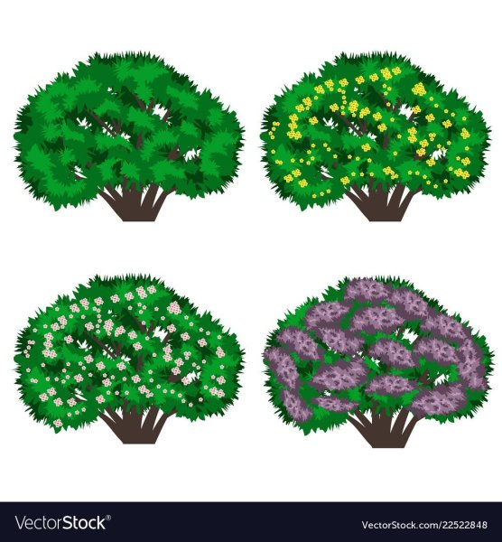 Кустарники для детей