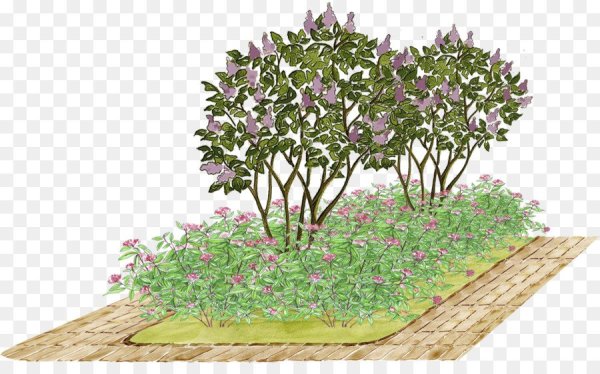 Клумба с сиренью и чубушником