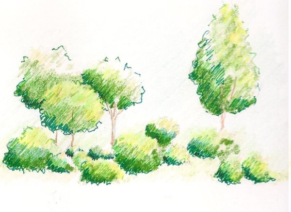 Кусты акварелью