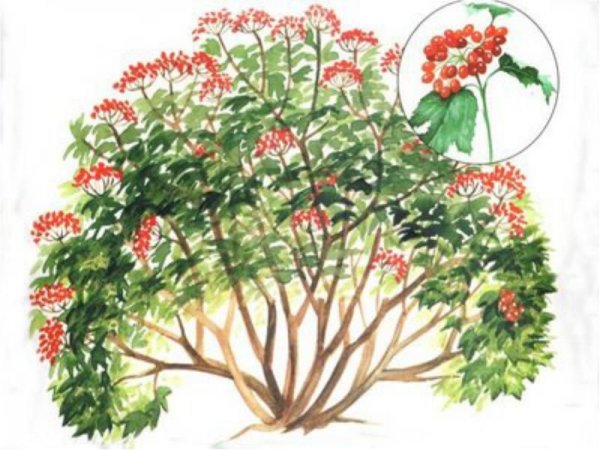 Кустарники для детей