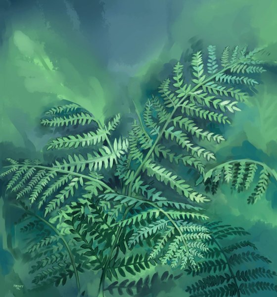 Папоротник цираптератус