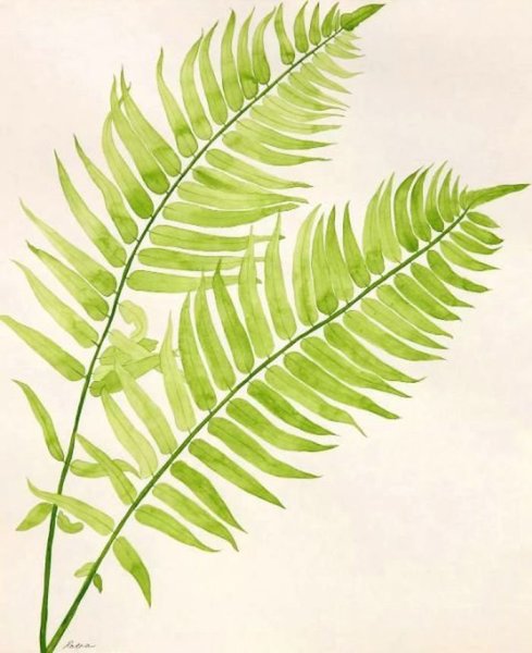 Краниограмма папоротник