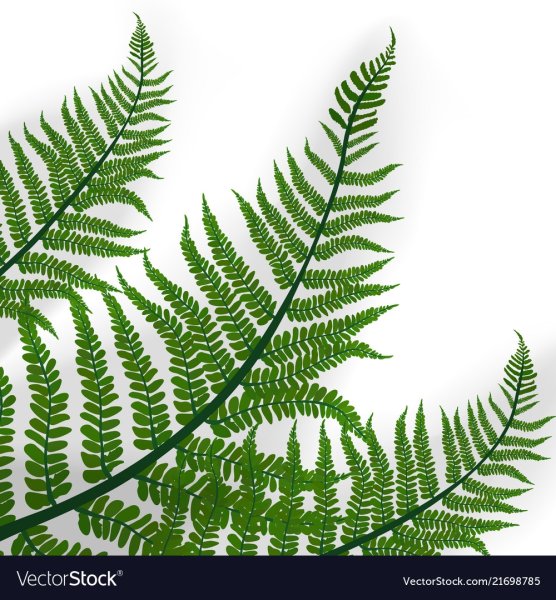 Папоротниковый лист вектор