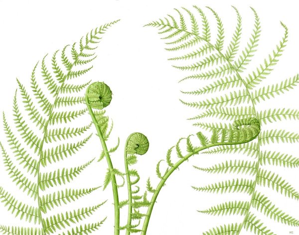 Папоротник узор