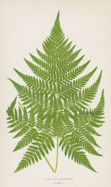 Папоротник Ботаническая иллюстрация