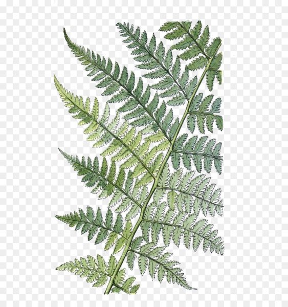 Папоротник filix-Femina