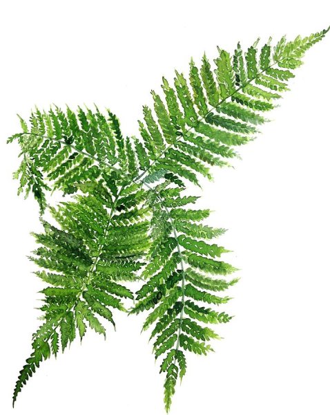 Скандинавский папоротник