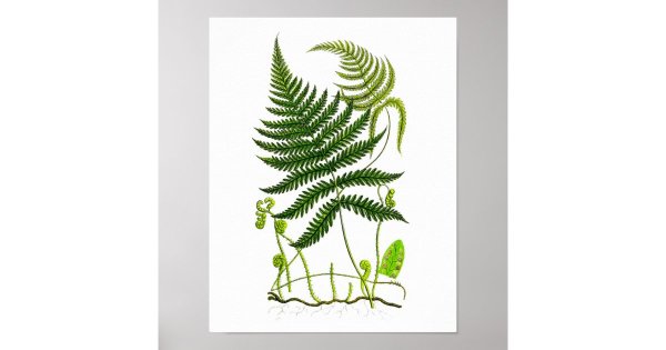 Винтажные принты папоротник