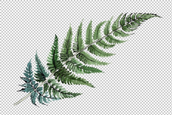 Лист папоротника на прозрачном фоне