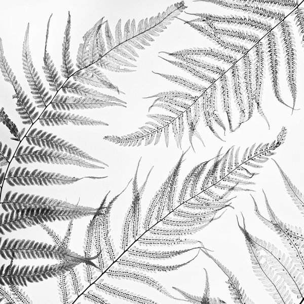 Лист папоротника