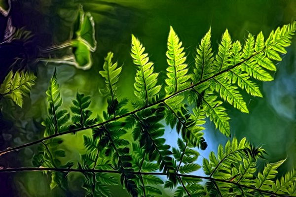 Лист папоротника