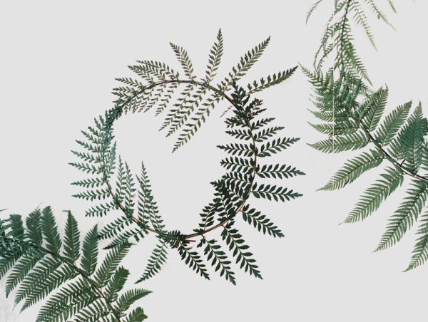 Папоротник тату эскиз