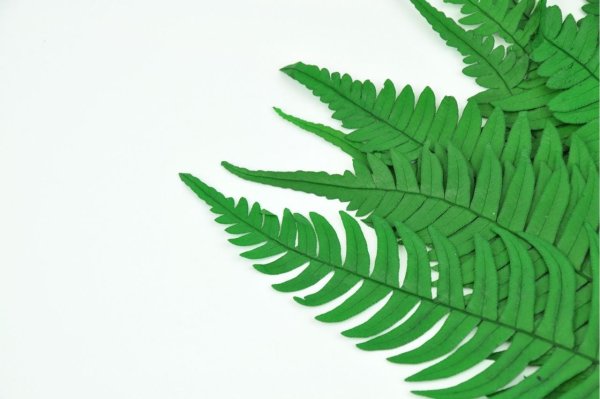 Папоротник Паршеман