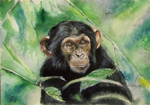 Обезьяна цветными карандашами