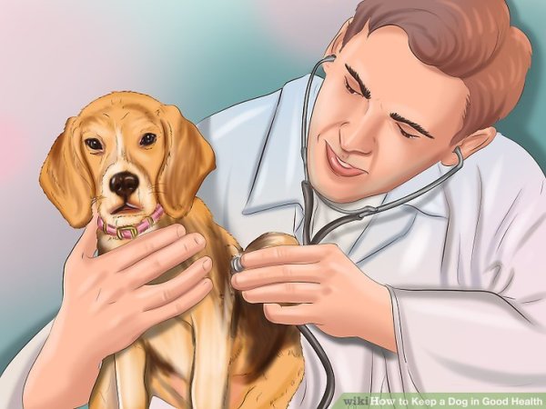 Ветеринар иллюстрация