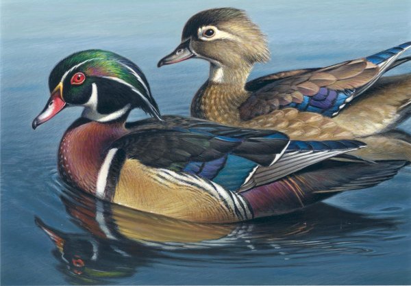 Рисунок утки