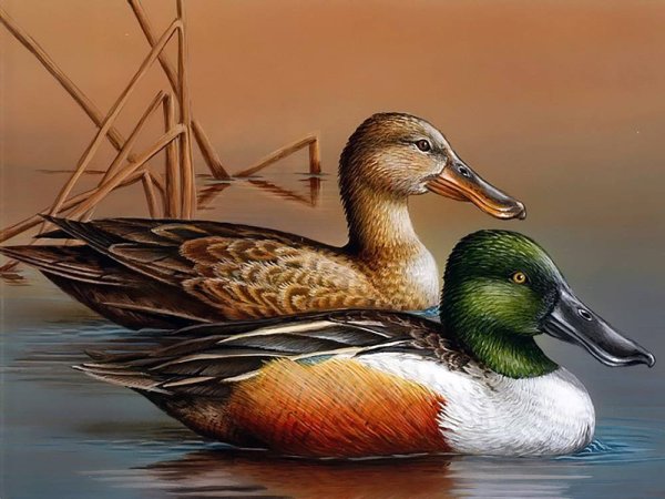 Уточки и селезень в живописи