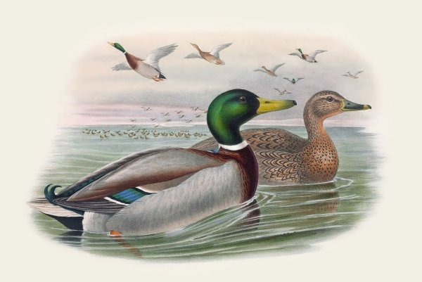 Декоративный рисунок утки