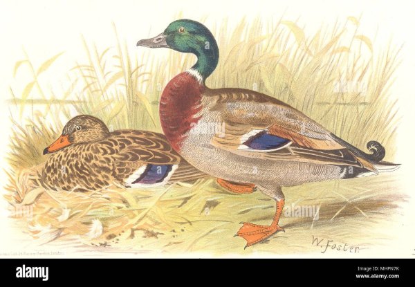 Уточки для декупажа