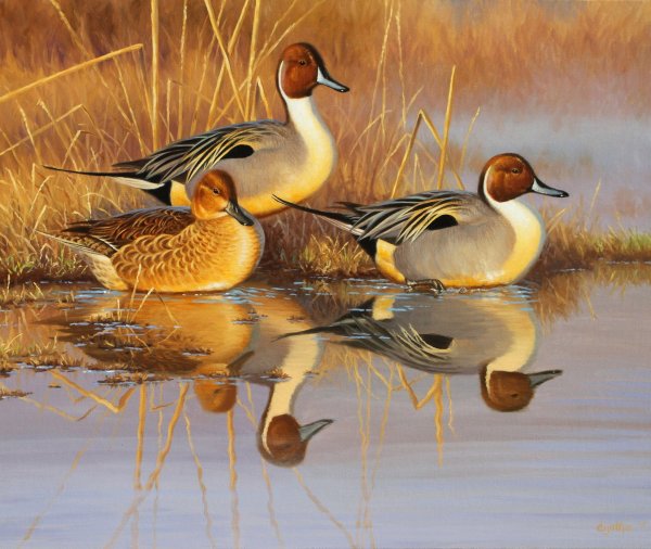 Дикая утка живопись