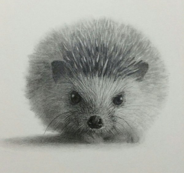 Ежик картинка