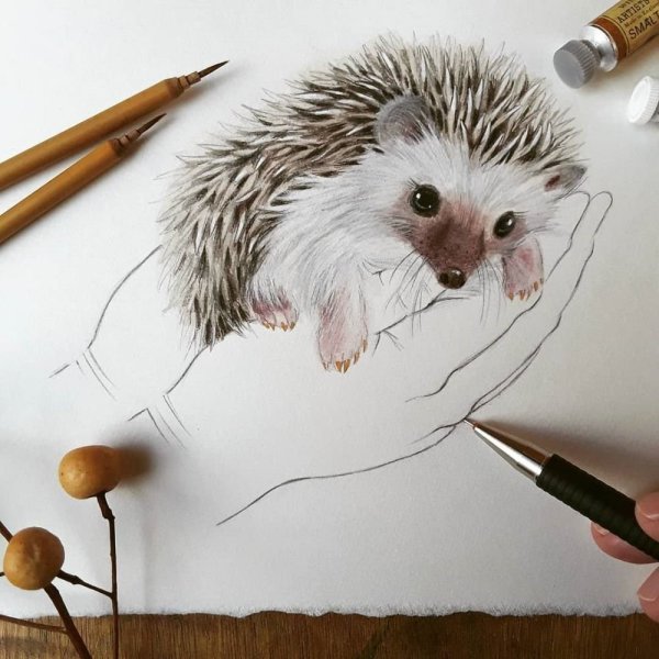 Ежик на белом фоне