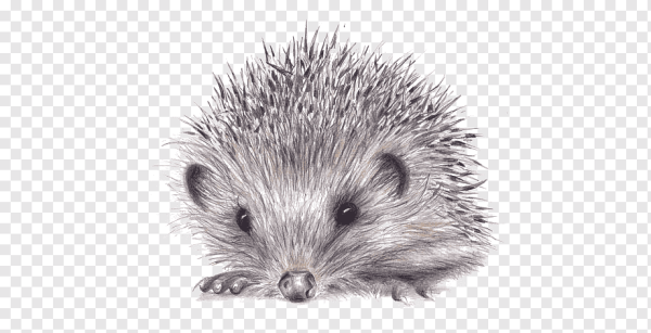 Ежиха с ежатами рисование карандашом