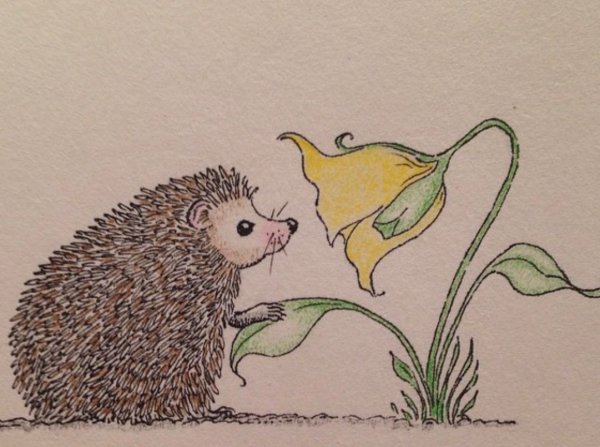 Еж цветными карандашами