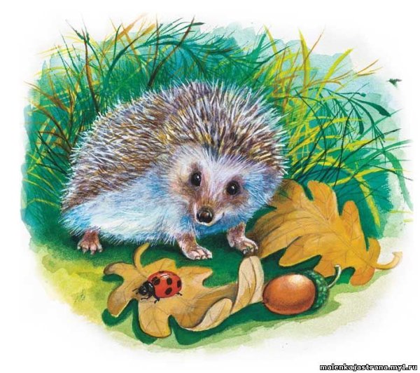 Милый Ёжик арт