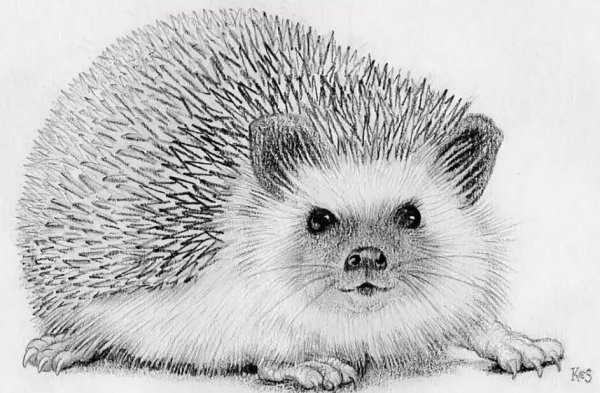 Еж акварелью