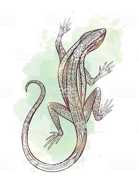 Ящерица тату Графика