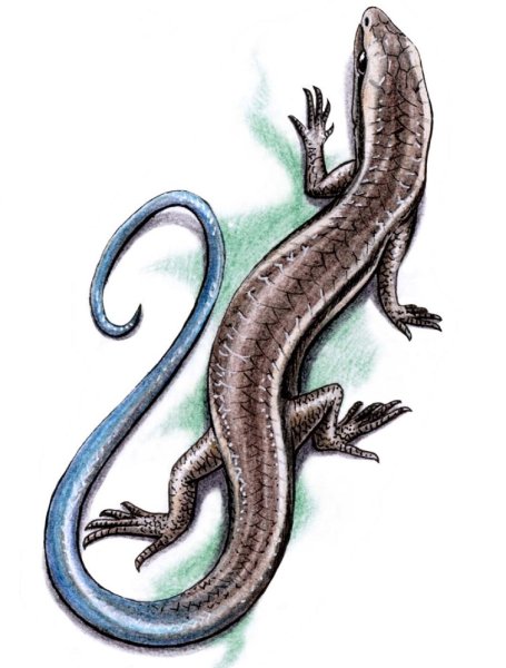 Тату ящерица