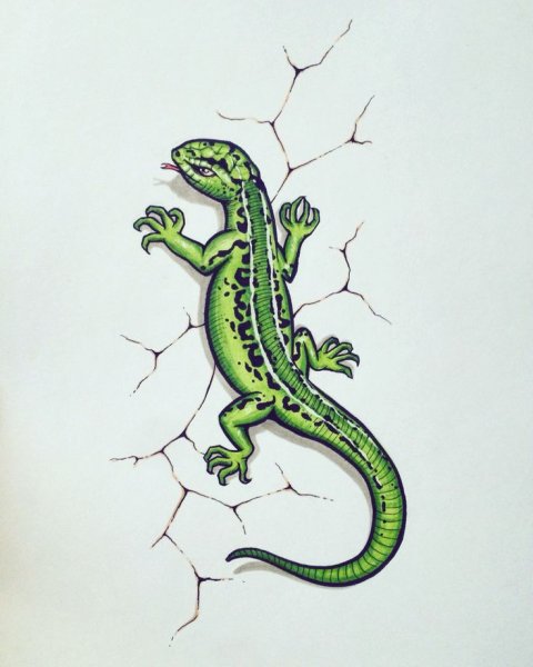 Ящерица эскиз