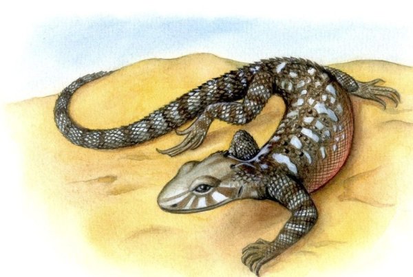 Рептилии рисунок