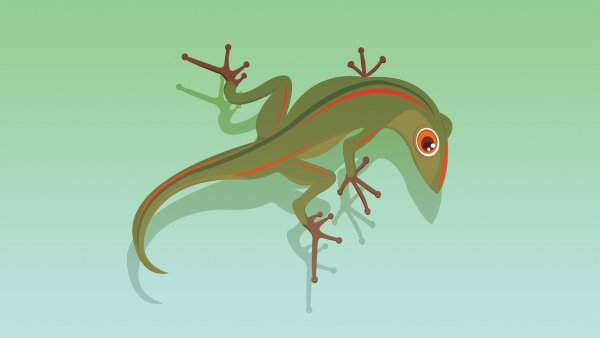 Хамелеон Хогнела