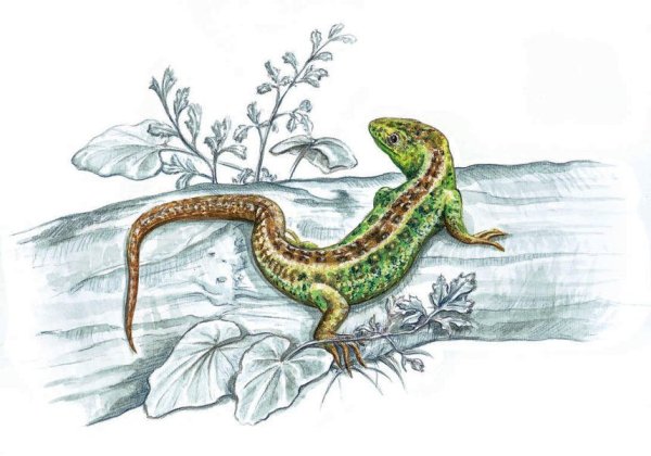 Стилизованное изображение ящерицы