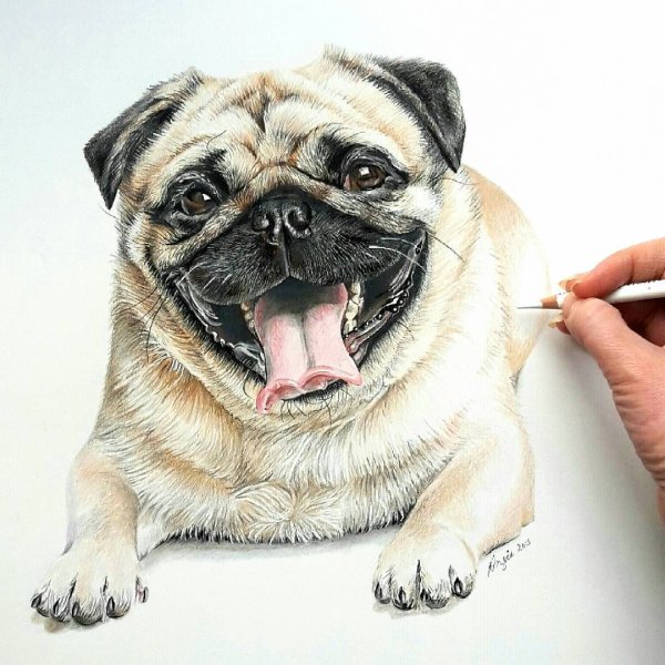 Мопс акварельными карандашами