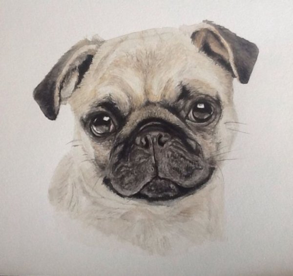 Мопс портрет