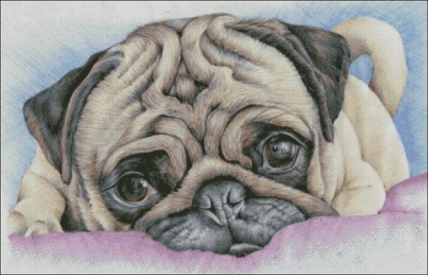 Мопс рисунок