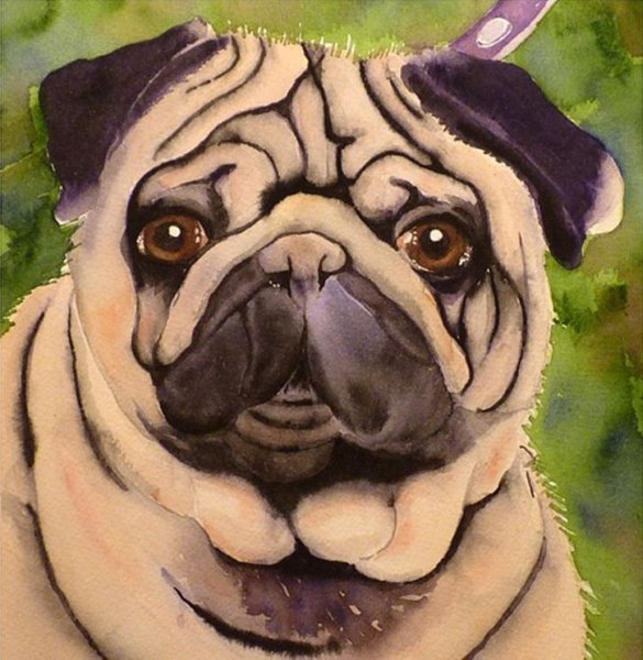 Мопс гуашью