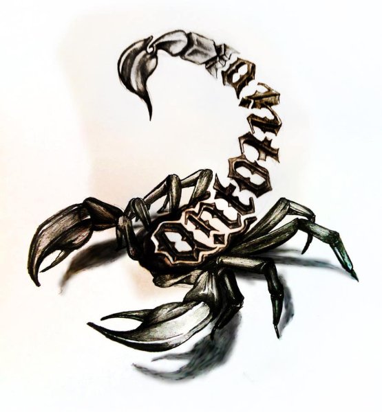 Красивый Скорпион