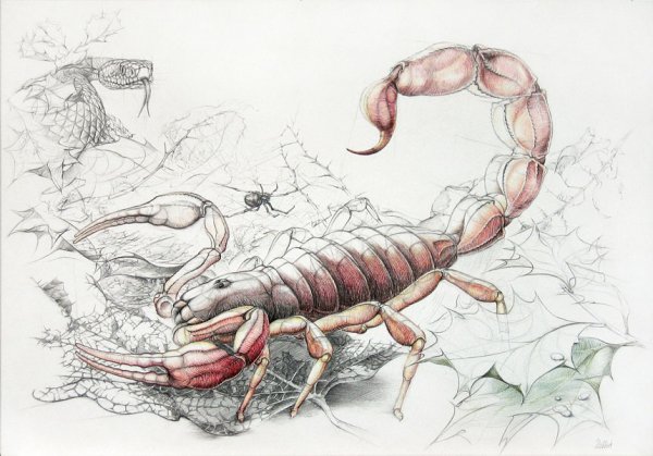 Красивый Скорпион