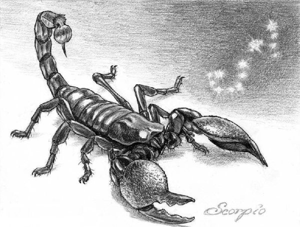 Скорпион эскиз