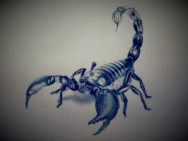 Скорпион гравировка