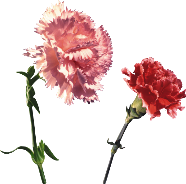 Гвоздика Роузбад