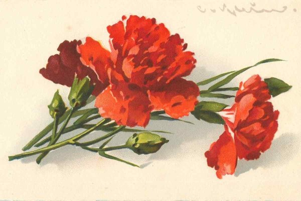 Гвоздика красная акварель