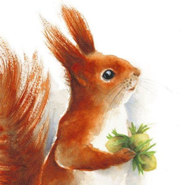 Белка рисунок акварелью
